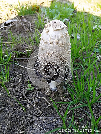 CoprinusÂ is a smallÂ genusÂ ofÂ mushroom-formingÂ fungiÂ consisting ofÂ Coprinus comatusÂ - the shaggy ink cap Stock Photo